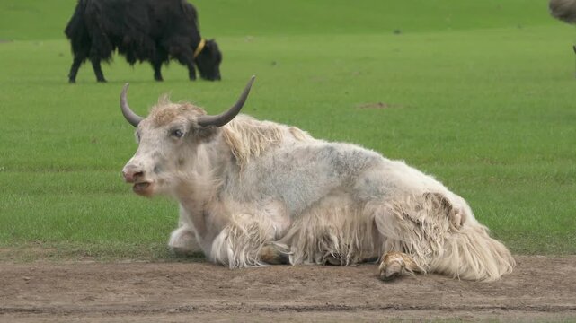 Horned white yak ruminating while lying on green Tibetan meadow grassland in daylight. Shaggy Himalayan ox rests upon open pasture, chewing cud, serene mountain plain wildlife mood.