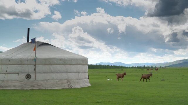 Two white Mongolian ger tents beside grazing livestock, wide steppe pasture, nomad camp. Traditional yurt dwellings near herd animals, green meadow plain, rural culture, Central Asia plateau.