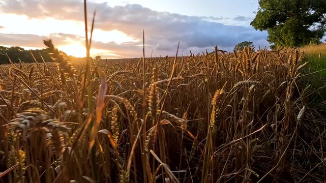 Golden wheat field in backlight at sunset, gentle breeze sways stalks cinematic footage.