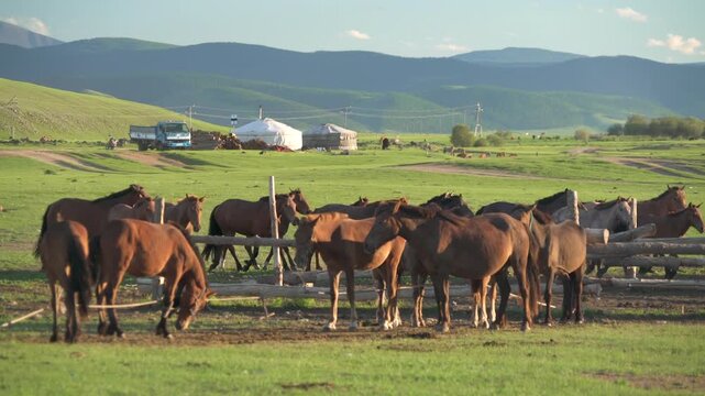 Wild horses and cattle grazing on Mongolian meadow near village farm under clear blue sky. Untamed equine herd joins pastoral ranch yard across open grassland, distant hills, calm daylight.