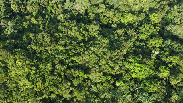 top view of the forest, ecosystem and healthy environment. Forest texture of green trees