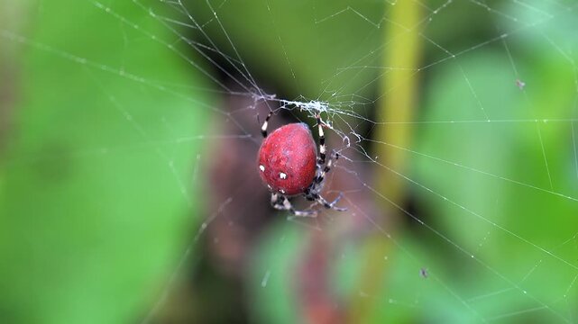 Four spotted orb weaver spider on silk web, red abdomen with white dots, outdoor nature. Araneus quadratus clings to cobweb strands, scarlet belly marked by pale spots in garden habitat.