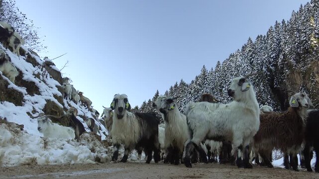Domestic goats herd on snowy mountain road in Pakistan highlands, winter livestock scene. Rural caprine flock crossing alpine track amid pine forest, cold weather pastoral countryside.
