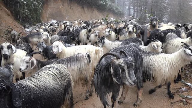 Domestic goats herd on snowy mountain road in Pakistan highlands, winter livestock scene. Rural caprine flock crossing alpine track amid pine forest, cold weather pastoral countryside.