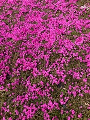 Obraz premium pink flowers background