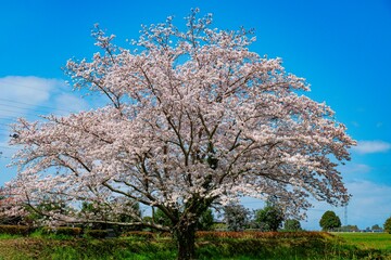 Naklejka premium はちまんの郷の桜