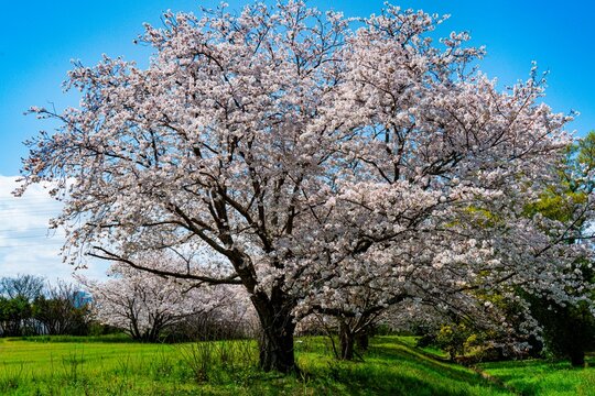 はちまんの郷の桜