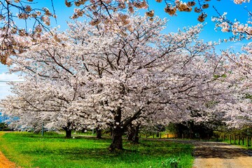 Naklejka premium はちまんの郷の桜