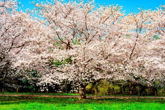 はちまんの郷の桜