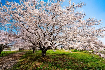 Naklejka premium はちまんの郷の桜