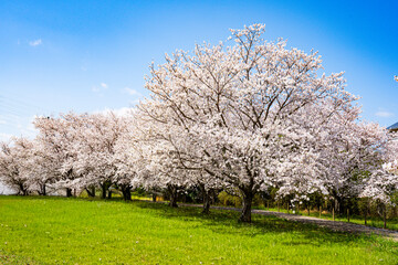 Naklejka premium はちまんの郷の桜