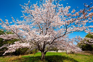 Fototapeta premium はちまんの郷の桜