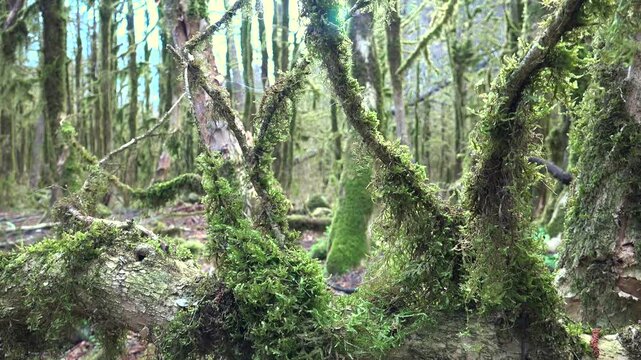 Moss covered boxwood trunks stand in a dark ancient forest with rich green woodland texture. Soft filtered light, damp bark, and mystical greenery create an enchanted grove atmosphere.