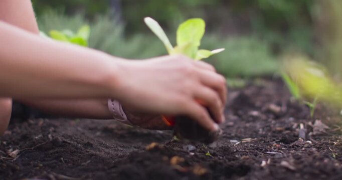 Kneeling woman transplanting lettuce seedlings in garden bed, wearing pink top near seedling tray