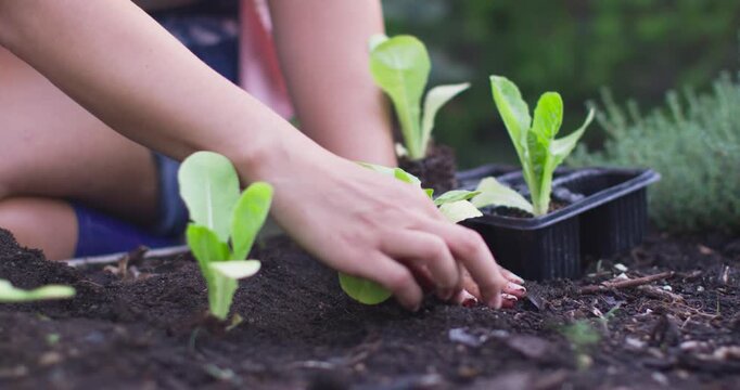 Woman kneeling lifting seedling from plug tray planting pressing soil securing plants for gardening