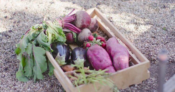 Pushing camera in on wooden crate of beetroots, eggplants, radishes on gravel, emphasizing textures