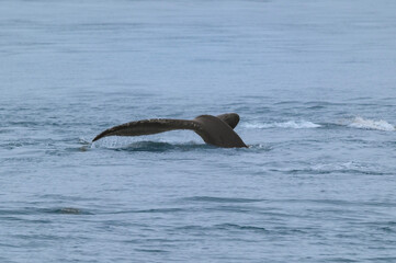 Fototapeta premium A Humpback Whale Tail in Auke Bay near Juneau, Alaska.