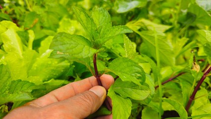 farmer's hand picking fresh mint leaves in the garden. Fresh mint leaves in hand in organic garden, herbal plant and healthy natural ingredient concept © phengsstst