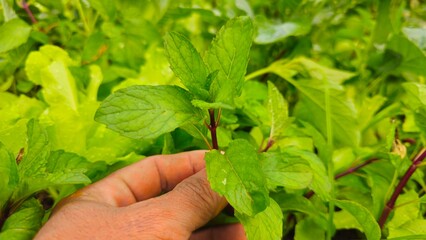 farmer's hand picking fresh mint leaves in the garden. Fresh mint leaves in hand in organic garden, herbal plant and healthy natural ingredient concept © phengsstst