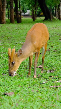 a small, reddish-brown muntjac deer grazing on lush green grass. is focused on eating the vegetation. The background features more greenery and tree trunks