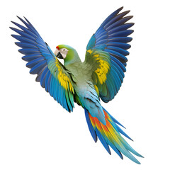 Obraz premium Vibrant macaw parrot with colorful feathers in mid-flight against a white background isolated on transparent background
