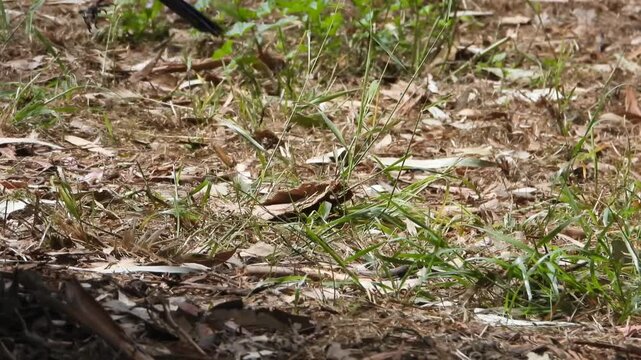 Channel Islands National Park with endemic wildlife, island  scrub jay.