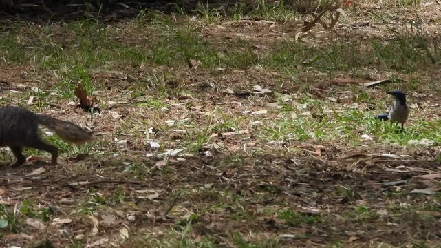 Channel Islands National Park highlighting the rare endemic wildlife, island fox and scrub jay.