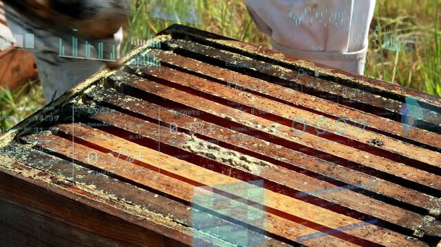 Vertical video: Beekeeper moving smoker puffing smoke over slats calming bees with charts over hive