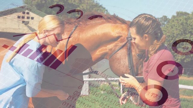 Handler lifting bridle, guiding horse head while vet fitting bit, bar charts growing for tack check