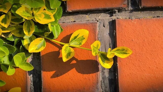 Horizontal panning down shot of yellow and green Euonymus fortunei climbing on red brick wall. Sunny daylight with sharp shadows on masonry. Authentic candid style, gardening and home exterior.