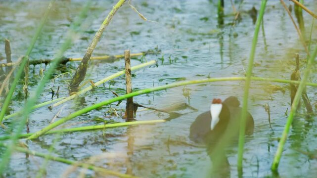 Eurasian coot (Fulica atra) wandering around the bird sanctuary lake for food.