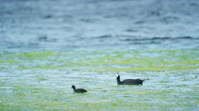 Eurasian coot (Fulica atra) wandering around the bird sanctuary lake with its yound chicks for food.