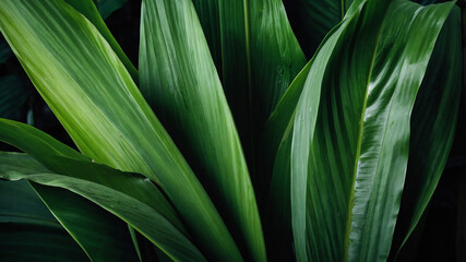 Obraz premium green leaves background