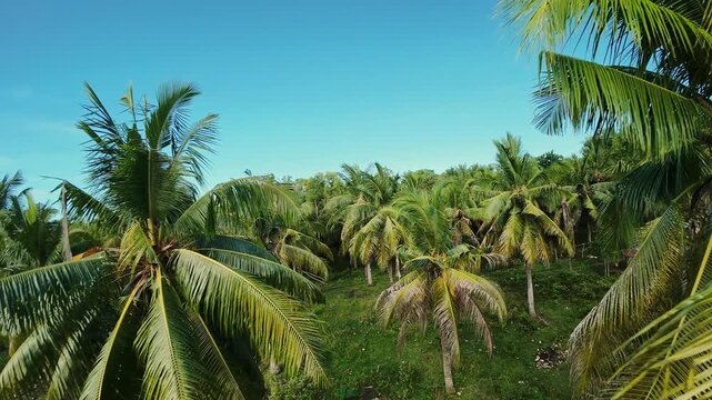 Sweeping Coconut Grove Aerial Over Siquijor Sunlit Canopy Stretches Across Fertile Land, Rows Of Palms And Deep Green Understory Revealed By Slow Drone Glide, Warm Tropical Light And Long