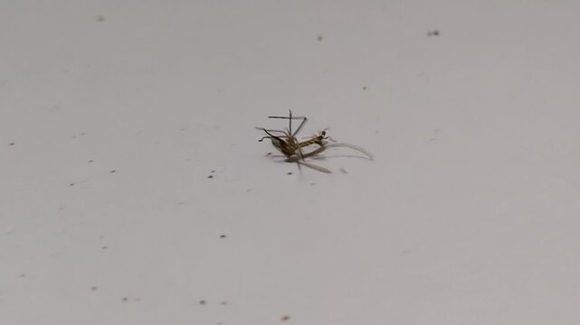an ant carrying the corpse of a mosquito