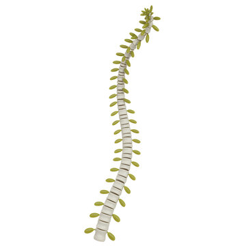 Spine, human skeleton, vertebral column, green leaves, anatomy model