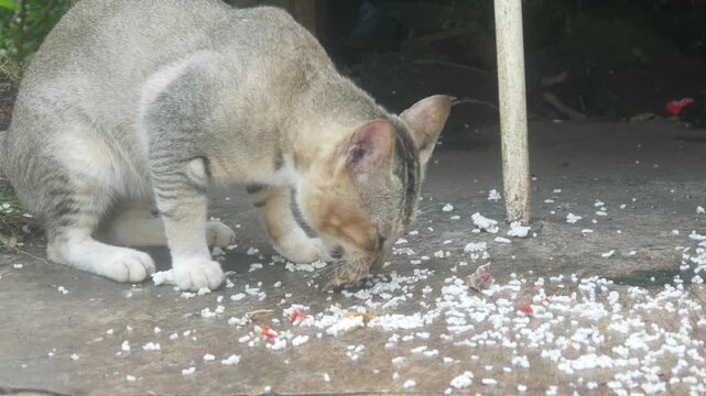 A gray cat is eating leftover rice and side dishes on the concrete floor outside.