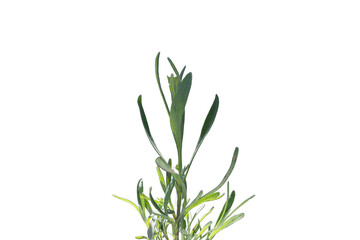 Fototapeta premium Close-up of Lavender Plant Branch. Selective Focus 