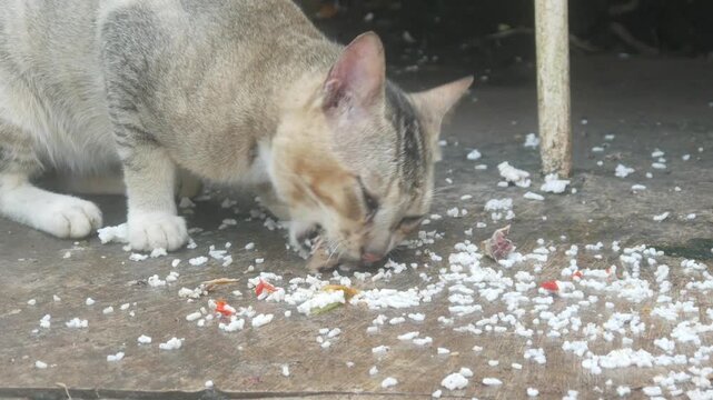 A gray cat is eating leftover rice and side dishes on the concrete floor outside.