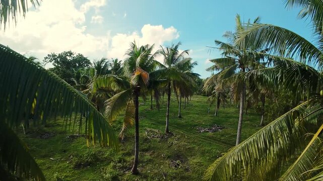 Sunlit Coconut Grove In Siquijor Philippines With Rows Of Tall Palm Trees, Grassy Understory, Winding Tracks And Swaying Fronds Under Bright Blue Sky Warm Pastoral Atmosphere