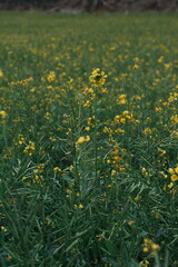 Fototapeta premium Jeju's canola flowers in February