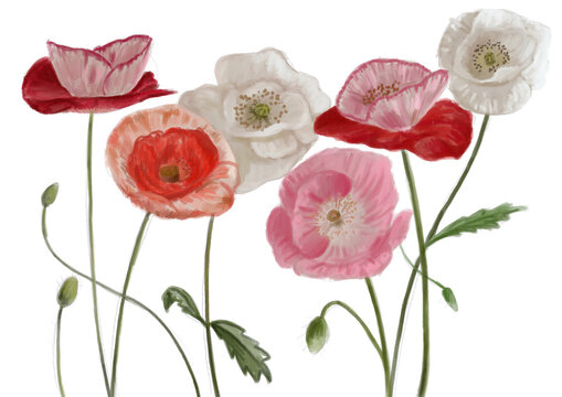 Ilustraci&oacute;n flores amapola colores rojo blanco rosa bonito png hojas verde boton marco flores florecer capullo