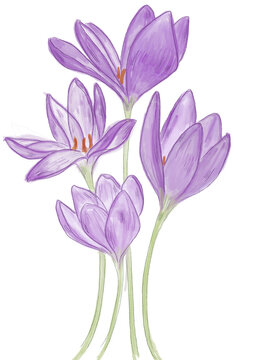 Ilustraci&oacute;nflores morada lila lindo primavera florecer flower flores ramo conjunto dde flores efecto acuarela bonito purple violeta