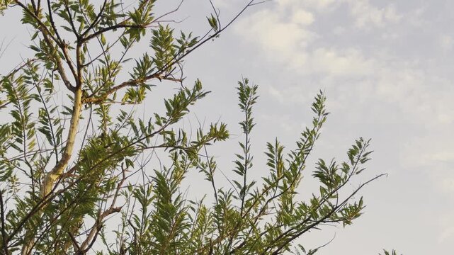 Static shot of amla tree branches with slender green leaves gently swaying in the breeze, set against a soft cloudy sky, capturing calm natural motion in daylight!