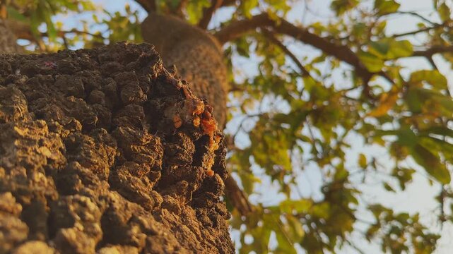 Low angle closeup of rough tree bark with amber resin oozing from the bark, set against soft foliage and warm golden sunlight creating a textured earthy scene!