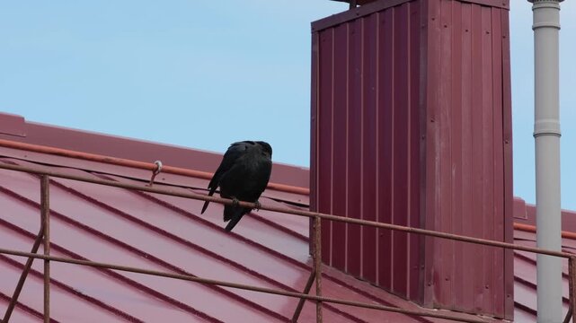 A black raven perches on a roof, preening its feathers and calling.