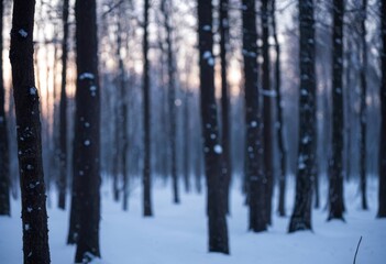 Fototapeta premium Snow-covered winter forest trees with sunset light