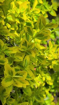 Yellow and green Euonymus fortunei leaves swaying in wind. Bright sunny garden background. Close-up of evergreen shrub foliage. Botanical macro detail.