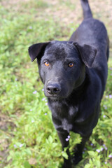 Fototapeta premium A friendly black dog looking directly at the camera.