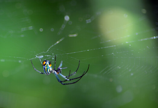 Mabel's Orchard Orb Weaver, Leucauge argyrobapta,  spider hanging upside down on its web with a tiny fly in its mouth set against a Boken green background with plenty of copy space